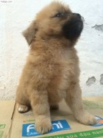 Chó Nhật Lai Mini Xù Bông