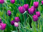 Chuyên Cung Cấp Sỉ Lẻ Củ Hoa Tuylip, Củ Hoa Tulip Hà Lan Uy Tín, Chất Lượng