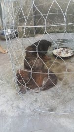 Chó Phú Quốc Vện Hổ Thuần Chủng 2 Tháng Tuổi