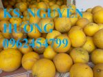 Cung Cấp Cây Giống Bưởi Diễn Chuẩn Giống, Chất Lượng. Địa Chỉ Cung Cấp Uy Tín - Giao Cây Toàn Quốc