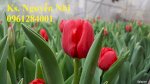Kỹ Thuật Chuẩn Trồng Hoa Tulip, Hoa Tulip Tết 2018
