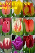 Hoa Tuylip, Củ Hoa Tuylip, Củ To, Sạch Bệnh. Liên Hệ  Địa Chỉ Cung Cấp Củ Giống Hoa Uy Tín
