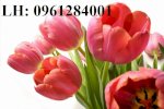 Chuyên Cung Cấp Sỉ Lẻ Củ Hoa Tulip Hà Lan, Kỹ Thuật Trồng Và Chăm Sóc Hoa Tuylip