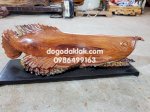 Cá Kim Long (Cá Rồng) Phong Thủy