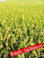 Gạo Bắc Hương Thái Bình