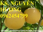 Cung Cấp Giống Cây Bưởi Diễn, Cây Giống Ăn Quả Các Loại, Giao Cây Toàn Quốc