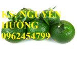 Cam Sành Chuẩn Giống F1. Địa Chỉ Chuyên Cung Cấp Các Loại Giống Cây Ăn Quả Chuân Chất Lượng