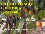 Chanh Leo Ngọt Colombia, Chanh Dây Ngọt, Chanh Vàng Ngọt, Chanh Colombia, Cây Giống Nhập Khẩu