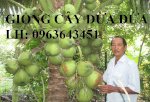 Chuyên Cây Giống Dừa: Dừa Xiêm Xanh Lùn, Giống Dừa Dứa Thơm, Dừa Xiêm Dứa Thái Lan Chuẩn, Uy Tín