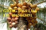 Cung Cấp Cây Giống Dừa Xiêm Dây, Dừa Xiêm Lửa, Dừa Đỏ, Dừa Xiêm Xanh Lùn, Dừa Chùm Chuẩn, Uy Tín