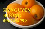 Cây Giống Biwa, Cung Cấp Cây Giống Chất Lượng, Giao Cây Toàn Quốc - Liên Hệ: 