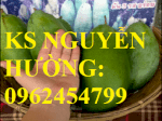 Cung Cấp Cây Giống Xoài Quả To, Địa Chỉ Cung Cấp Các Loại Giống Cây Ăn Quả Toàn Quốc