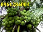 Cây Giống Dừa Xiêm Xanh Lùn, Dừa Lùn, Dừa Xiêm Xanh, Trồng Cây Dừa Năng Suất Cao, Chất Lượng