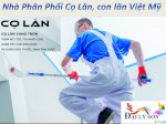 Nhà Phân Phối Cọ Sơn Việt Mỹ , Thanh Bình Cho Các Đại Lý Cửa Hàng Quận 2, Hồ Chí Minh