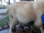 Bệnh Viện Chó Mèo Thụy Khuê: Viêm Gan Truyền Nhiễm Trên Chó