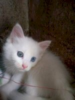 Bán Bé Mèo Anh Ld Màu Trắng Mắt 2 Màu ( Xanh+ Nâu ) 2,5 Tr