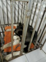 Bệnh Viện Chó Mèo Thụy Khuê: Nhận Biết  Chó Mèo Bị Bệnh