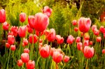 Tranh Gạch Men Hoa Tuylip Đỏ