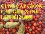 Cung Cấp Giống Cây Giổi Xanh, Cây Giổi Hạt, Cây Giổi, Uy Tín, Chất Lượng