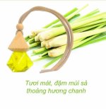 Bán Buôn Tinh Dầu Thiên Nhiên- Viện Khoa Học Và Công Nghệ Việt Nam