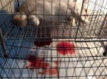 Bệnh Viện Chó Mèo Thụy Khuê: Bệnh Lepto Chó Mèo
