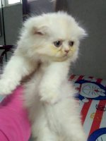 Tìm Chủ Yêu Thương Cho Bé Mèo Ba Tư 2 Tháng Tuổi