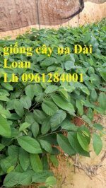 Địa Chỉ Cung Cung Cấp Giống Cây Na Đài Loan, Mãng Cầu Đài Loan Uy Tín, Chất Lượng