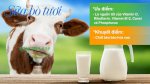 Chuyên Mua Bán Sữa Bò Tươi Hà Nội