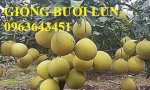 Cung Cấp Cây Giống Bưởi Lùn Tứ Xuyên Nhập  Khẩu, Giống Bưởi Siêu Lùn Siêu Trái Năng Suất Cao