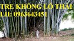 Cung Cấp Cây Giống Tre Khổng Lồ Thái, Cây Giống Măng Tre Khổng Lồ Thái Lan Nhập Khẩu Chuẩn, Uy Tín