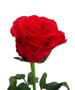 Tinh Dầu Hoa Hồng (C) Nguyên Chất – Rose Pure Essential Oiltinh Dầu Hoa Hồng (C) Nguyên Chất – Rose