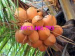 Giống Cây Dừa Xiêm Lùn Đỏ, Dừa Xiêm Lùn Đỏ, Cây Dừa Xiêm Lùn, Dừa Xiêm, Cây Dừa Xiêm