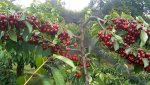 Viện Cây Giống Trung Ương, Giống Cherry Brazil. Cây Giống Chuẩn, Phù Hợp Khí Hậu Việt Nam