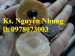 Địa Chỉ Cung Cấp Giống Cây Nhãn Không Hạt, Nhãn Không Hạt Thái Lan Uy Tín, Chất Lượng