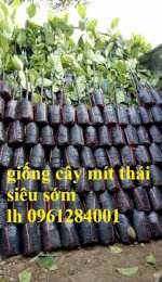 Cung Cấp Giống Cây Mít Thái, Kỹ Thuật Trồng Cây Mít Thái Cho Năng Suất Cao, Mít Thái Changai