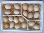 Trứng Gà Ác, Cung Cấp Trứng Gà Ác Toàn Quốc,Giá Rẻ