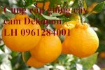 Cung Cấp Giống Cây Cam Dekopon, Giống Cam Nhật Bản, Uy Tín, Chất Lượng