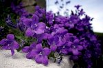 Đi Tìm Nghĩa Của Hoa Violet