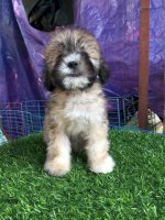 Chó Cảnh Mini Lôn Xù, Lông Mượt, Lông Xoăn Giá Rẻ Tại Hà Nội