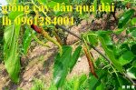 Cây Dâu Quả Dài Đài Loan, Dâu Quả Siêu Dài, Siêu Ngọt, Siêu Năng Suất, Cây Kinh Tế Mới