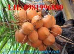 Giống Cây Dừa Lửa – Giống Dừa Sai Trái Nhất