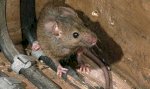 Giải Pháp Kiểm Soát Chuột Và Loài Gặm Nhấm
