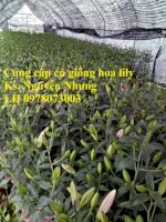 Cung Cấp Các Loại Củ Giống Hoa Ly, Hoa Lily Cao Không Thơm Nhập Khẩu Chuẩn Chất Lượng