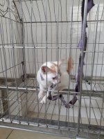 Vacxin Cho Chó Mèo, Vacxin Dại Và Vacxin Phòng Các Bệnh Truyền Nhiễm