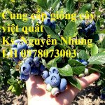 Giống Cây Việt Quất - Viện Cây Giống Trung Ương Chuyên Cung Cấp Các Loại Cây Ăn Quả, Cây Nhập Khẩu