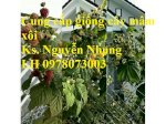 Mua Bán - Cung Cấp Giống Mâm Xôi, Cam Kết Giống Chuẩn Và Đảm Bảo Chất Lượng. Giao Hàng Toàn Quốc