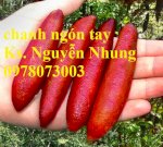 Giống Chanh Ngón Tay Cung Cấp Tại Viện Cây Giống Trung Ương Cung Cấp Sỉ, Lẻ Cam Kết Chuẩn Chất Lượng