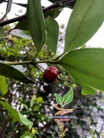 Cây Cherry Anh Đào Brazil Trồng Chậu Dễ Trồng Tại Nhà