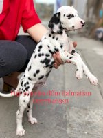 Chó Đốm Con Thuần Chủng ( Dalmatian )