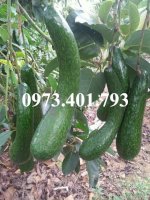 Cung Cấp Cây Giống Bơ 034